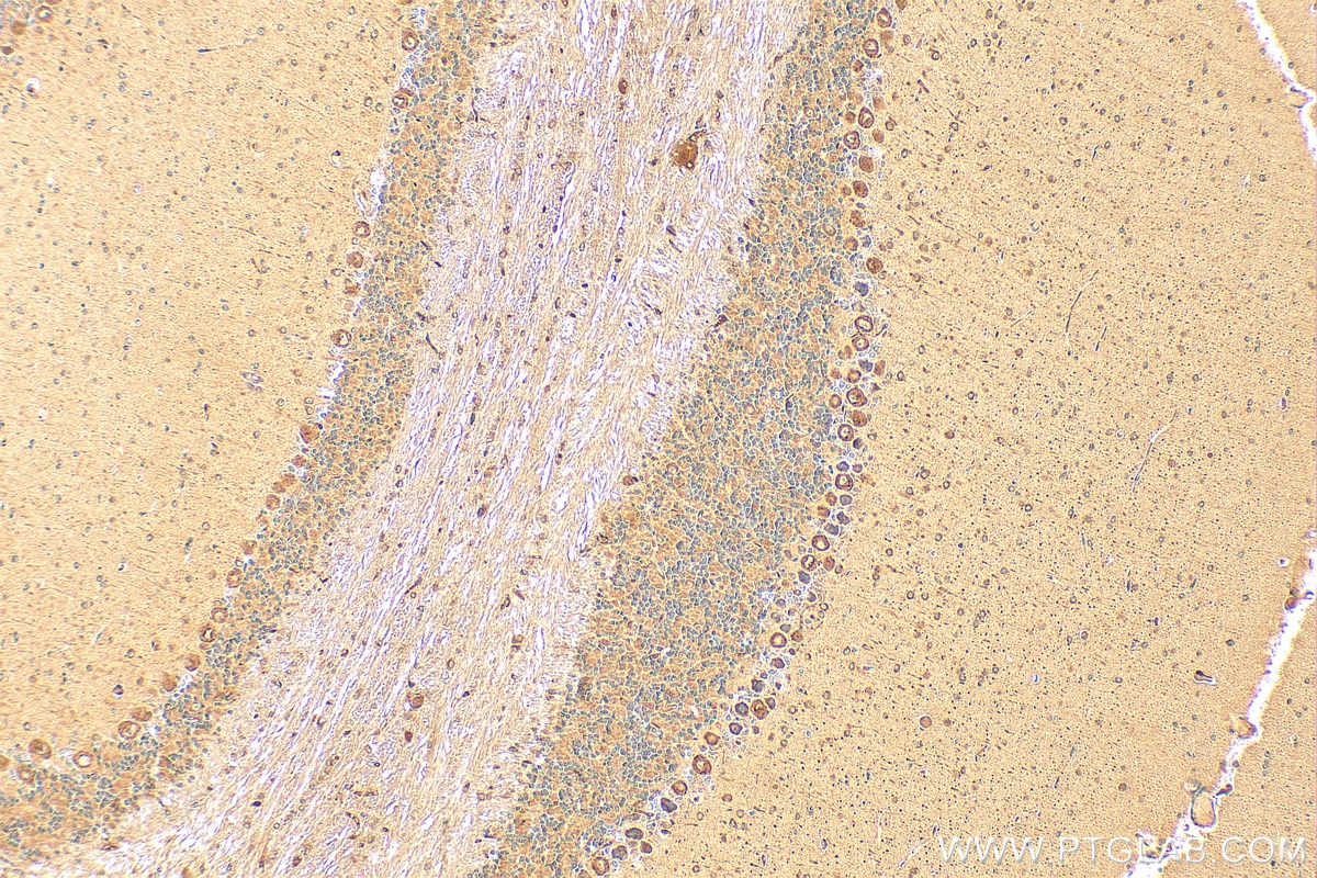 Immunohistochemistry (IHC) staining of mouse cerebellum tissue using C1QL1 Polyclonal antibody (15757-1-AP)