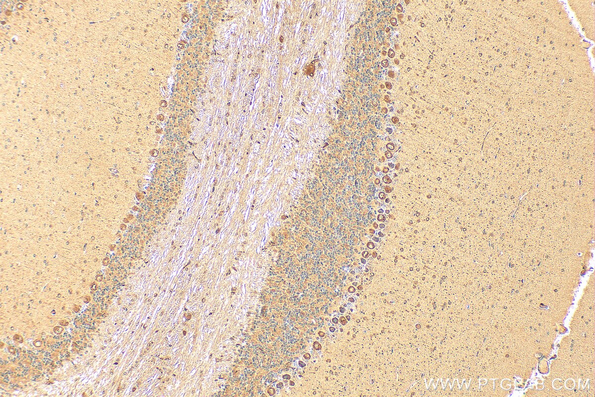 Immunohistochemistry (IHC) staining of mouse cerebellum tissue using C1QL1 Polyclonal antibody (15757-1-AP)