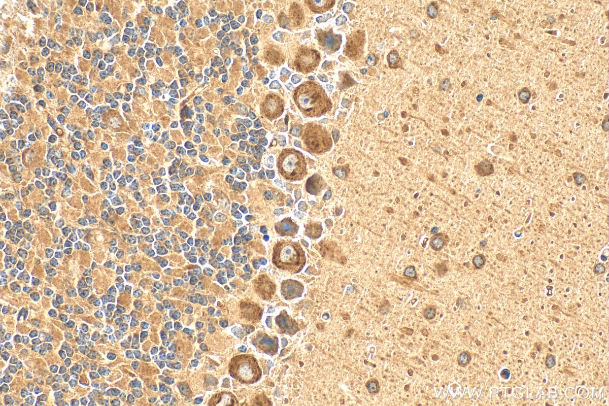 Immunohistochemistry (IHC) staining of mouse cerebellum tissue using C1QL1 Polyclonal antibody (15757-1-AP)