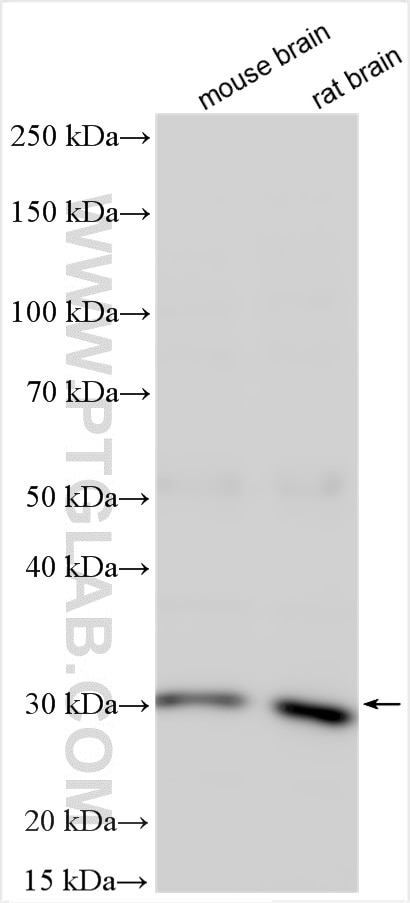 Western Blot (WB) analysis of various lysates using C1QL1 Polyclonal antibody (15757-1-AP)