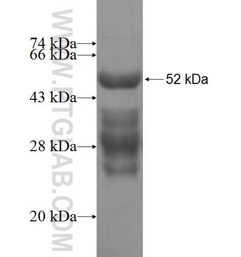 C1QL1 fusion protein Ag8348 SDS-PAGE