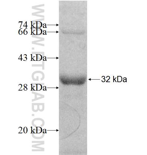 C1QL1 fusion protein Ag8353 SDS-PAGE
