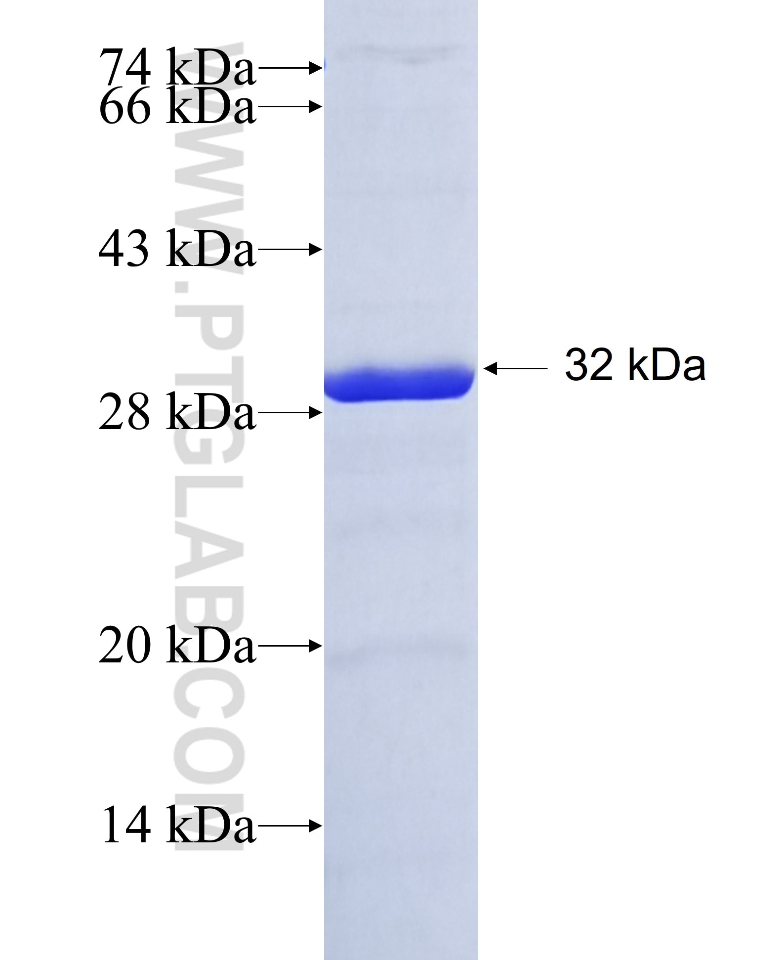 C1QL1 fusion protein Ag8353 SDS-PAGE