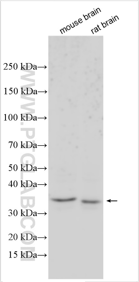 Western Blot (WB) analysis of various lysates using C1QL2 Polyclonal antibody (32206-1-AP)