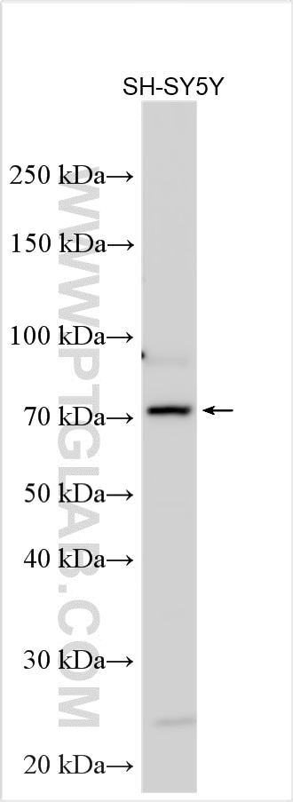 Western Blot (WB) analysis of various lysates using C1QL3 Polyclonal antibody (32175-1-AP)