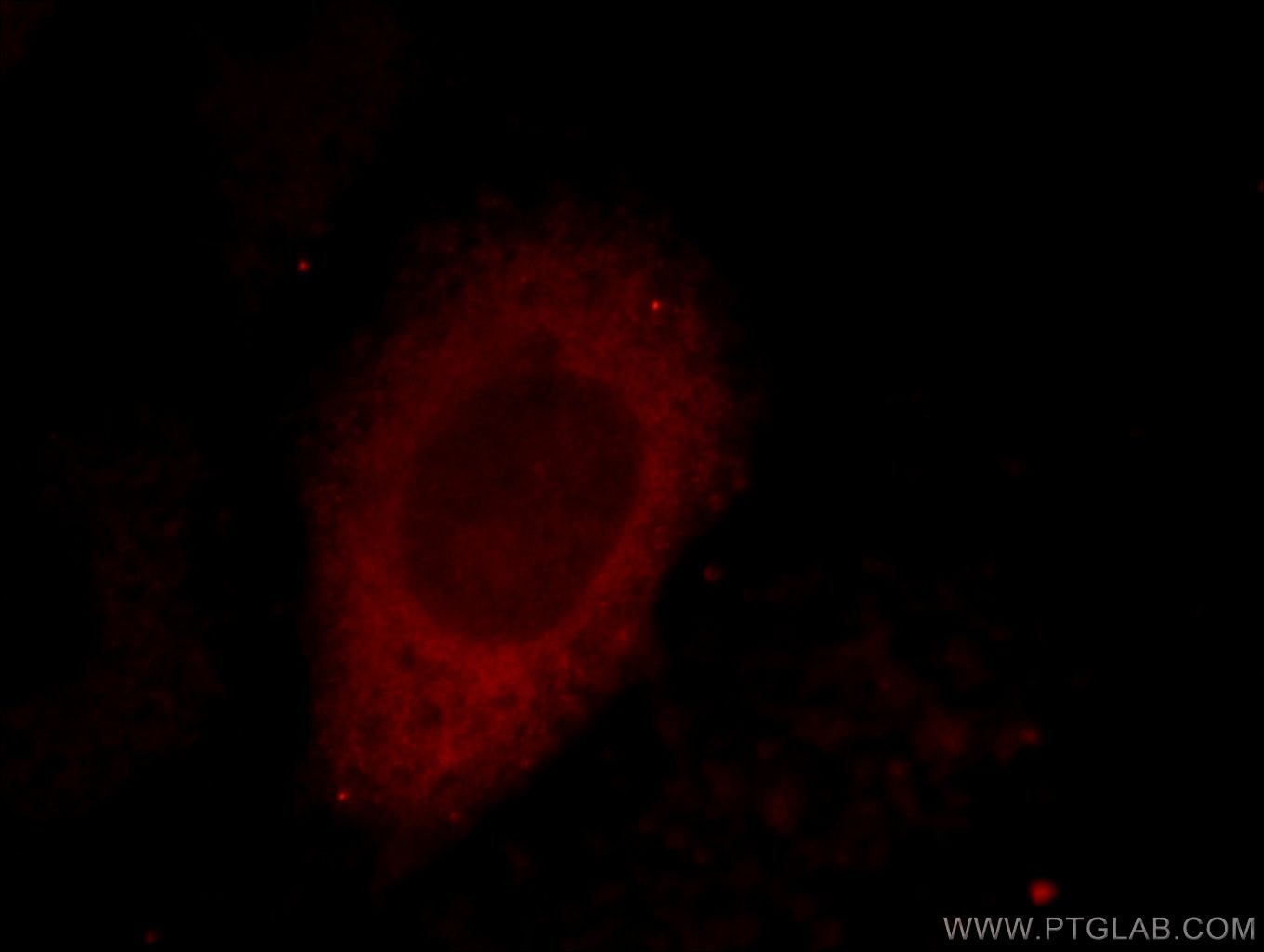 Immunofluorescence (IF) / fluorescent staining of HepG2 cells using CTRP1 Polyclonal antibody (12209-1-AP)