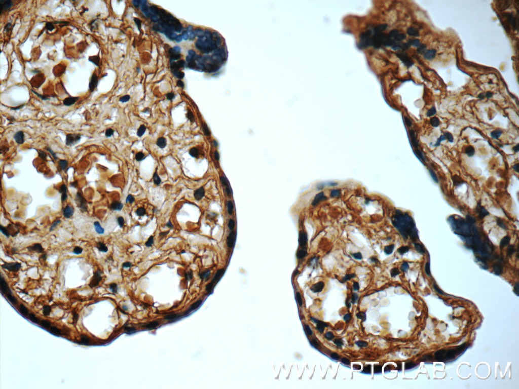 Immunohistochemistry (IHC) staining of human placenta tissue using CTRP1 Polyclonal antibody (12209-1-AP)