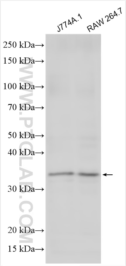 Western Blot (WB) analysis of various lysates using CTRP1 Polyclonal antibody (12209-1-AP)