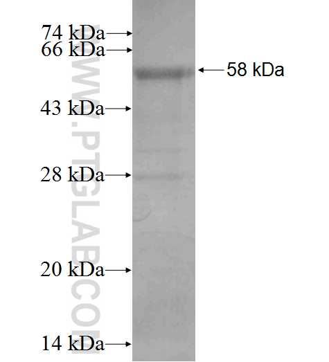 C1QTNF1 fusion protein Ag2854 SDS-PAGE