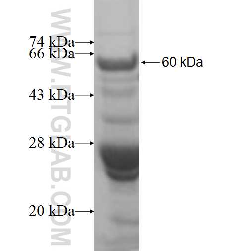 C1QTNF2 fusion protein Ag9183 SDS-PAGE