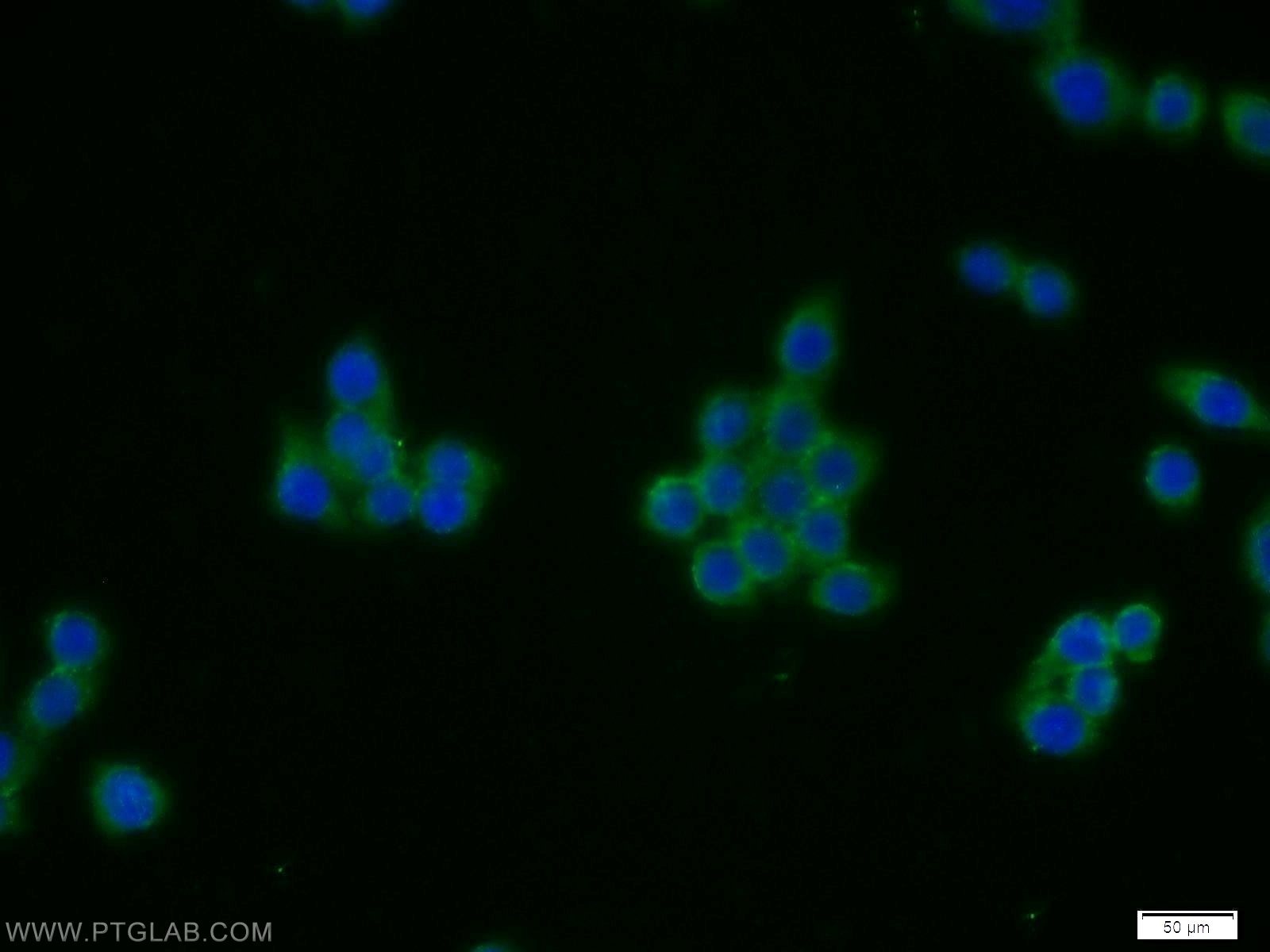Immunofluorescence (IF) / fluorescent staining of BxPC-3 cells using CTRP4 Polyclonal antibody (14023-1-AP)