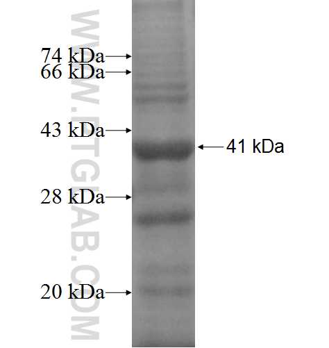 C1QTNF4 fusion protein Ag4769 SDS-PAGE