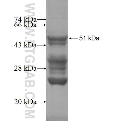 C1QTNF5 fusion protein Ag3584 SDS-PAGE