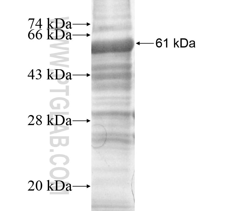 C1QTNF9 fusion protein Ag12277 SDS-PAGE
