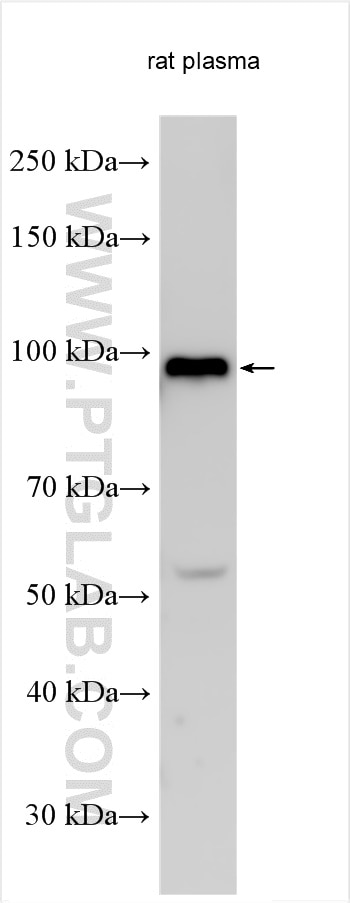 Western Blot (WB) analysis of various lysates using C1S Polyclonal antibody (14554-1-AP)