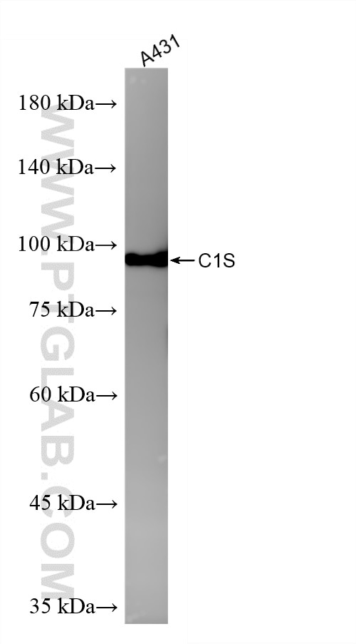 Western Blot (WB) analysis of A431 cells using C1S Recombinant monoclonal antibody (85736-6-RR)