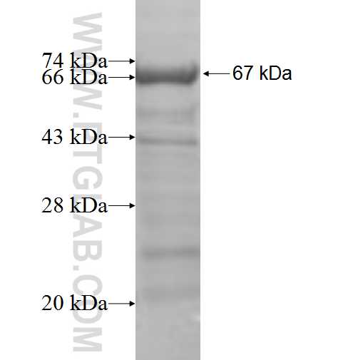 C1S fusion protein Ag5977 SDS-PAGE