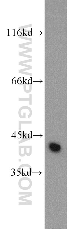 Western Blot (WB) analysis of mouse brain tissue using OSCP1 Polyclonal antibody (12598-1-AP)