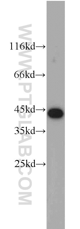 Western Blot (WB) analysis of mouse testis tissue using OSCP1 Polyclonal antibody (12598-1-AP)