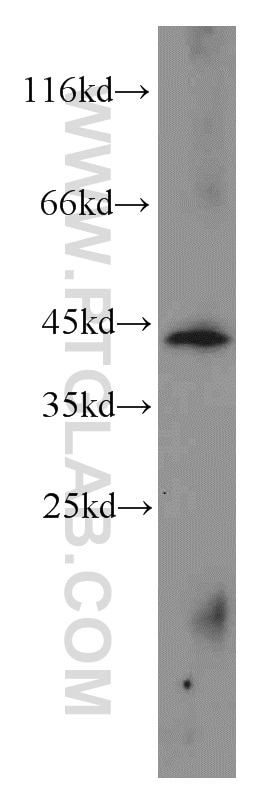 Western Blot (WB) analysis of mouse lung tissue using OSCP1 Polyclonal antibody (12598-1-AP)