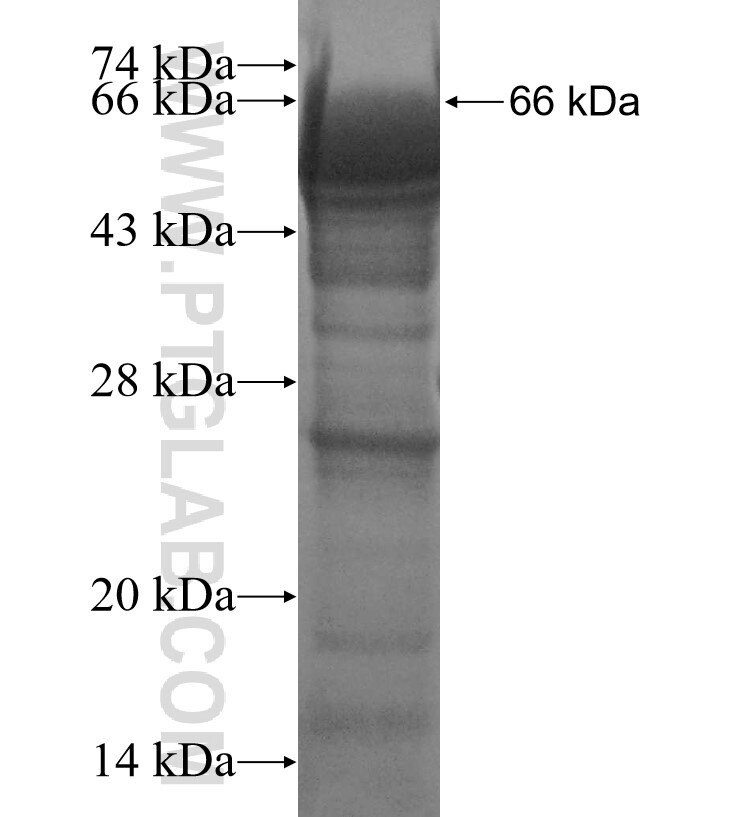 C1orf102 fusion protein Ag3209 SDS-PAGE