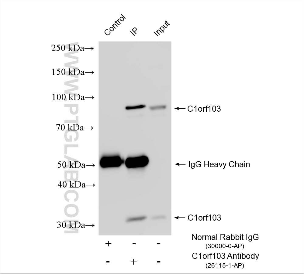 Immunoprecipitation (IP) experiment of HepG2 cells using C1orf103 Polyclonal antibody (26115-1-AP)