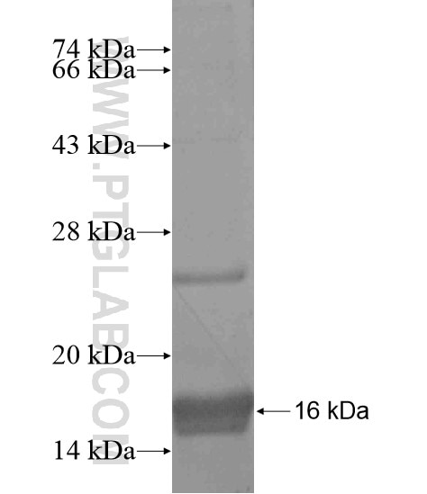 C1orf104 fusion protein Ag19806 SDS-PAGE