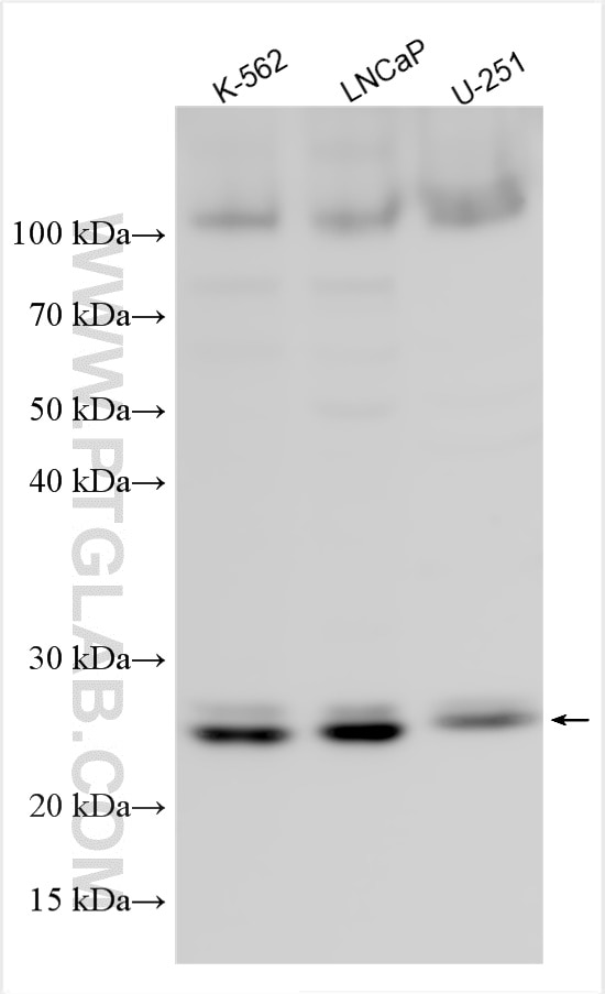 Western Blot (WB) analysis of various lysates using C1orf109 Polyclonal antibody (25552-1-AP)