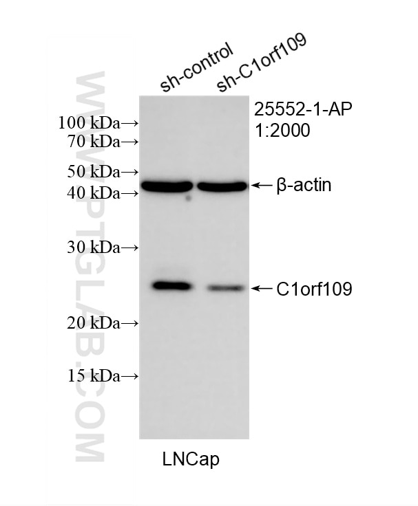 Western Blot (WB) analysis of LNCaP cells using C1orf109 Polyclonal antibody (25552-1-AP)