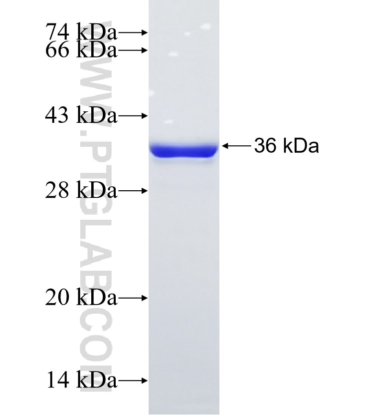 C1orf109 fusion protein Ag22147 SDS-PAGE