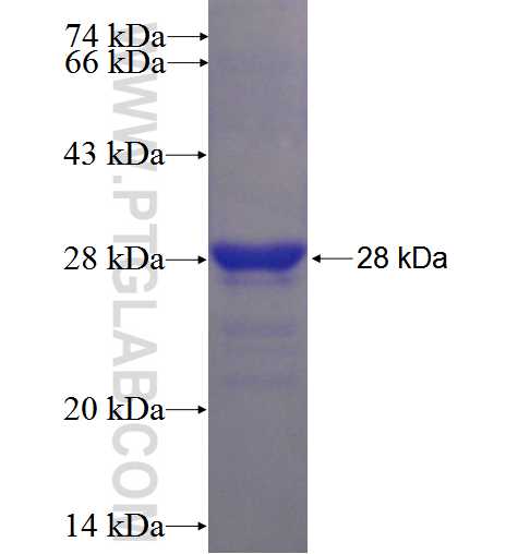 C1orf110 fusion protein Ag23778 SDS-PAGE