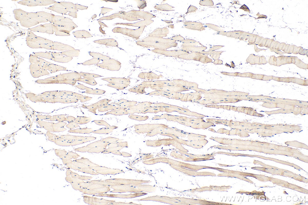 Immunohistochemistry (IHC) staining of mouse skeletal muscle tissue using C1orf111 Polyclonal antibody (24808-1-AP)