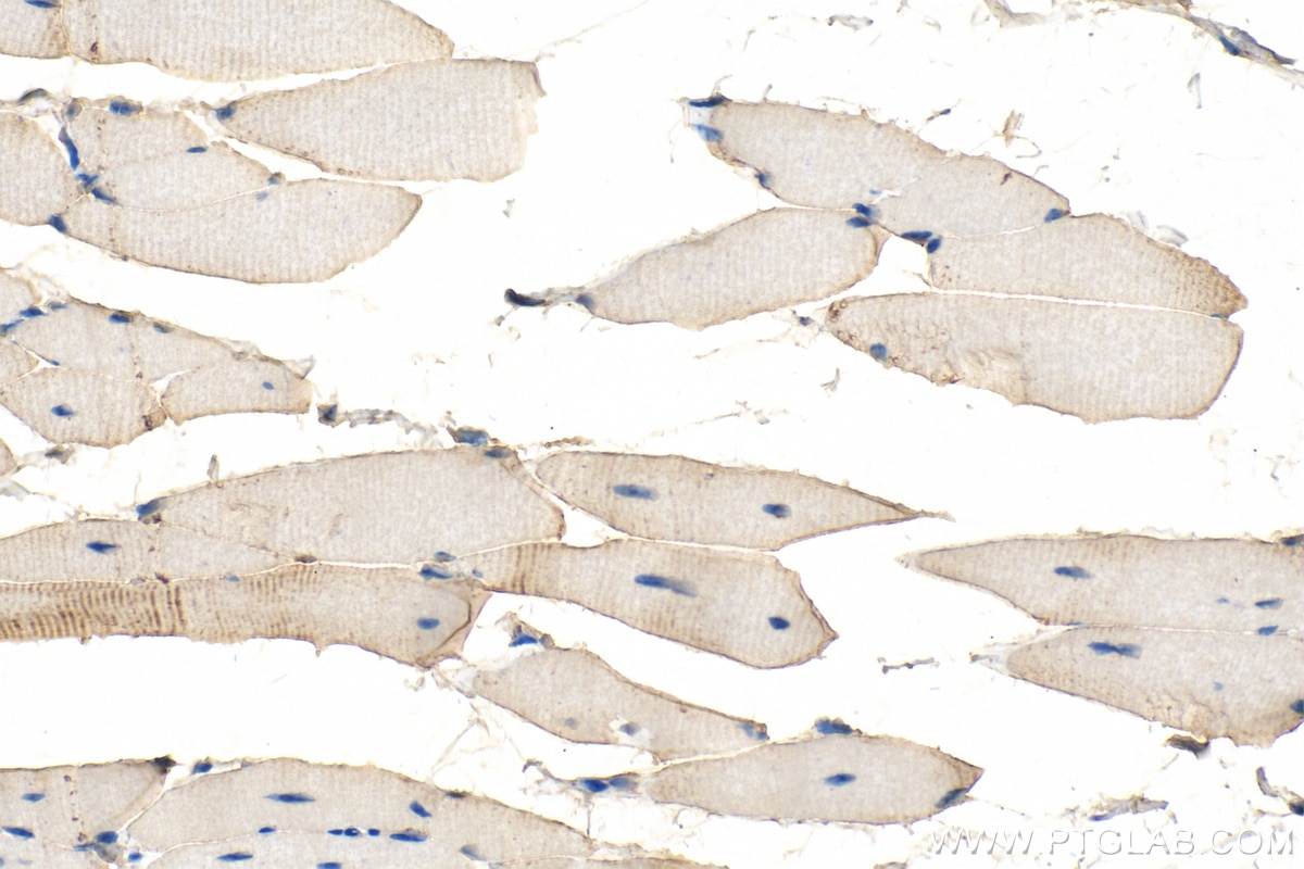 Immunohistochemistry (IHC) staining of mouse skeletal muscle tissue using C1orf111 Polyclonal antibody (24808-1-AP)