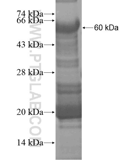 C1orf111 fusion protein Ag20470 SDS-PAGE