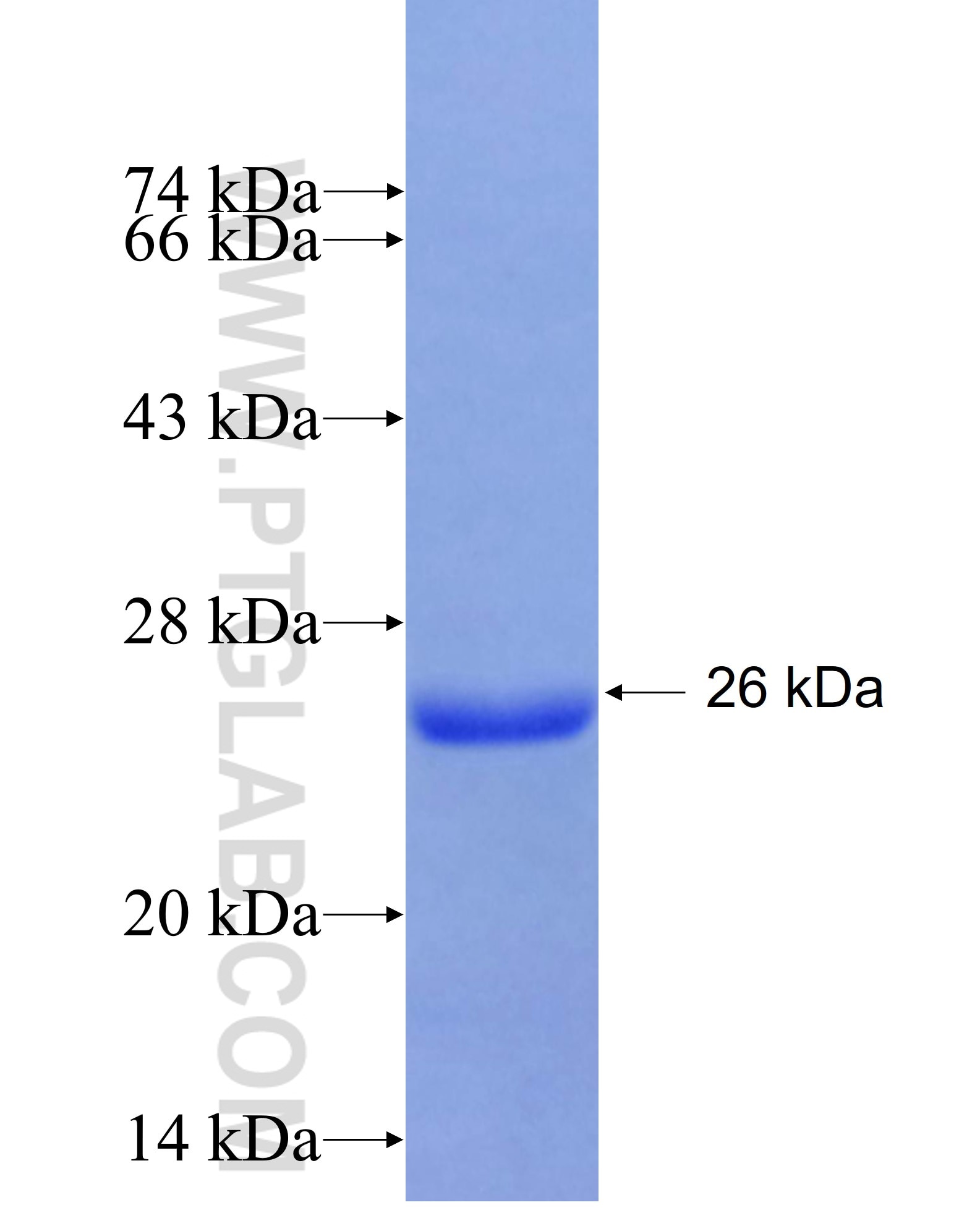 C1orf112 fusion protein Ag27327 SDS-PAGE