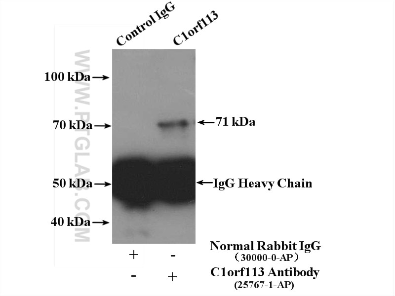 Immunoprecipitation (IP) experiment of mouse testis tissue using C1orf113 Polyclonal antibody (25767-1-AP)