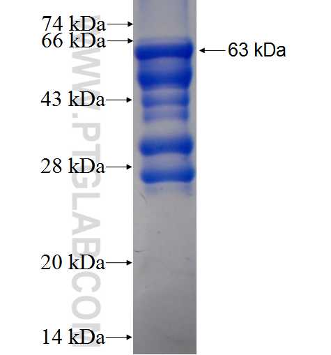 C1orf116 fusion protein Ag6675 SDS-PAGE