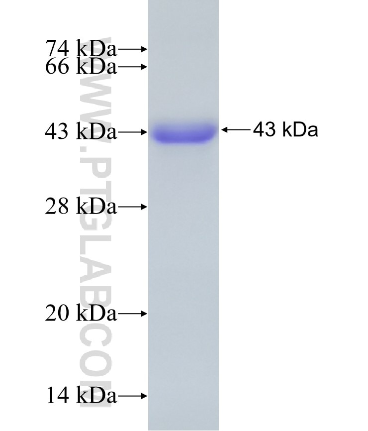 C1orf116 fusion protein Ag7123 SDS-PAGE