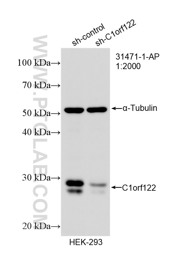 WB analysis of HEK-293 using 31471-1-AP (same clone as 31471-1-PBS) Western Blot (WB) analysis of HEK-293 cells using C1orf122 Polyclonal antibody (31471-1-AP)