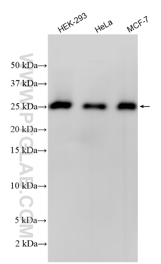 WB analysis using 31471-1-AP (same clone as 31471-1-PBS) Western Blot (WB) analysis of various lysates using C1orf122 Polyclonal antibody (31471-1-AP)