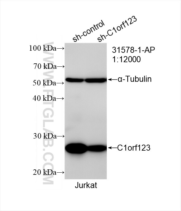 WB result of C1orf123 antibody (31578-1-AP; 1:12000; incubated at room temperature for 1.5 hours) with sh-Control and sh-C1orf123 transfected Jurkat cells. Western Blot (WB) analysis of Jurkat cells using C1orf123 Polyclonal antibody (31578-1-AP)