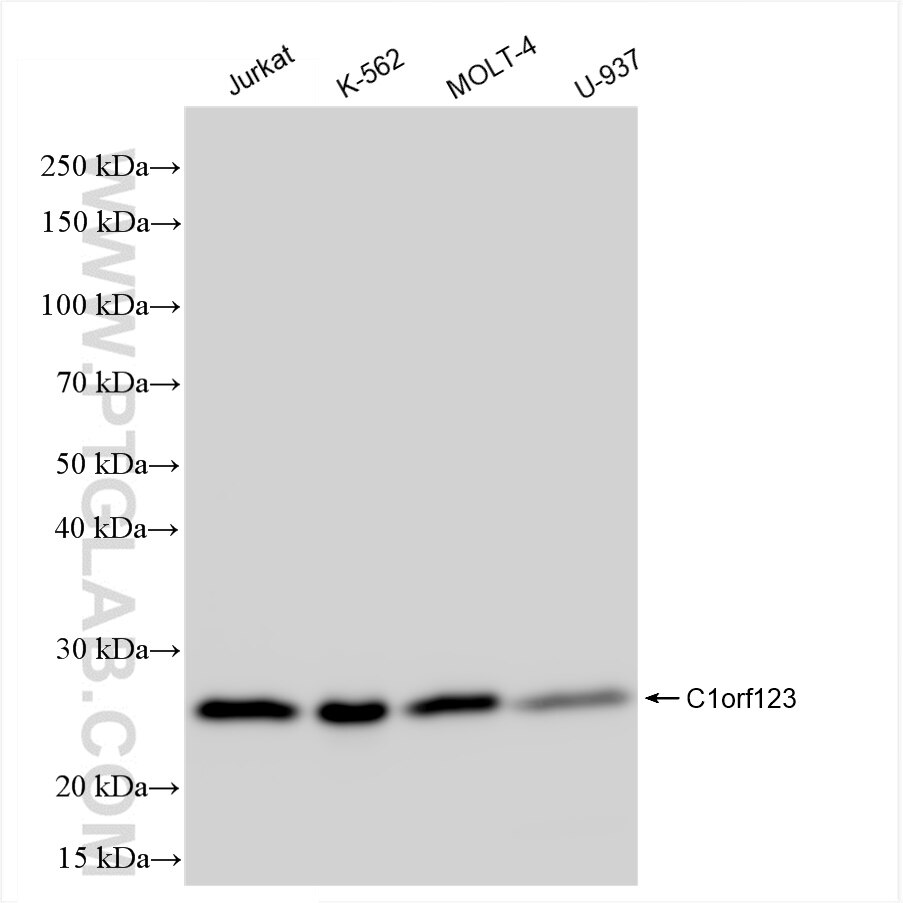 Western Blot (WB) analysis of various lysates using C1orf123 Recombinant antibody (84665-4-RR)