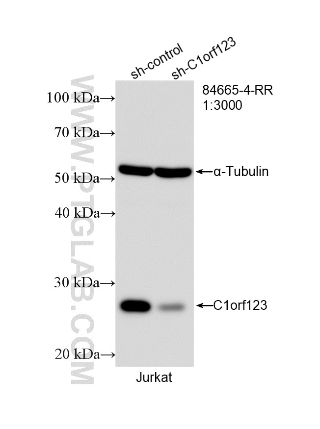 Western Blot (WB) analysis of Jurkat cells using C1orf123 Recombinant antibody (84665-4-RR)