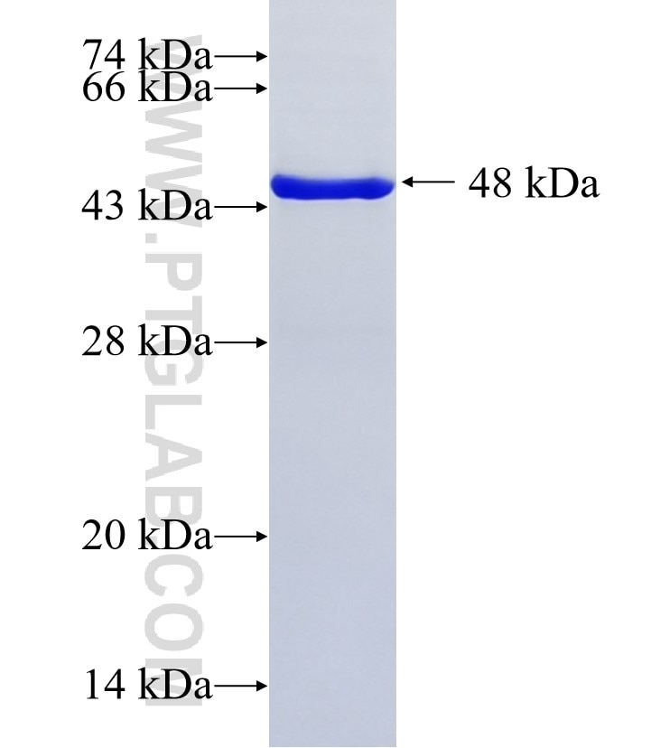 C1orf123 fusion protein Ag36156 SDS-PAGE