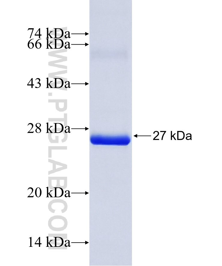 C1orf123 fusion protein Ag36187 SDS-PAGE