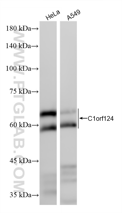 Western Blot (WB) analysis of various lysates using C1orf124 Recombinant monoclonal antibody (86895-1-RR)