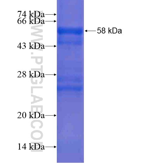 C1orf124 fusion protein Ag20586 SDS-PAGE