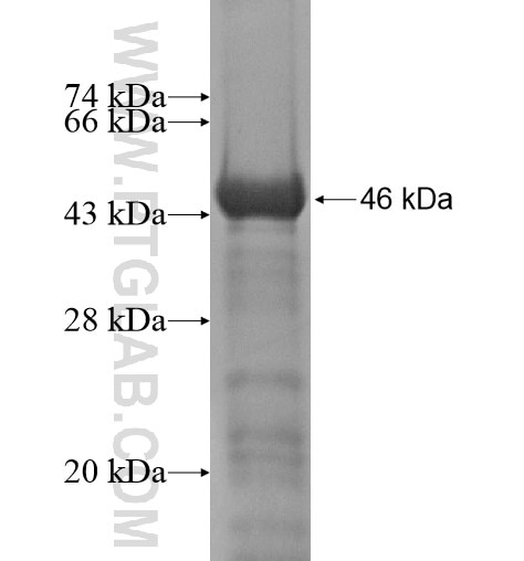C1orf135 fusion protein Ag13961 SDS-PAGE