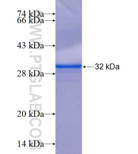 C1orf14 fusion protein Ag25903 SDS-PAGE