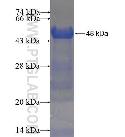 C1orf149 fusion protein Ag23971 SDS-PAGE